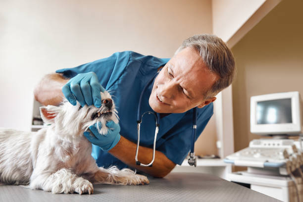 Best Walk-In Emergency Dental Services in Grove City, OH